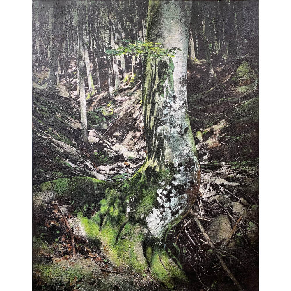 Karin-Vermeer-Forest-Scapes.jpg